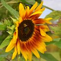 Helianthus annuus 'Panach' (2)